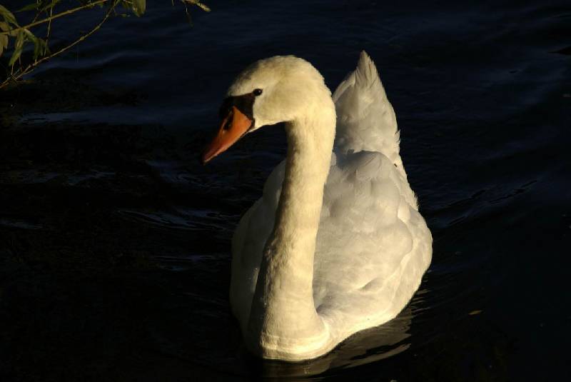 Schwaene auf der Sauer Bild Nr.007